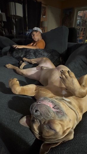 Roki’s counting treats instead of sheep 🤣😂 | Super Cattledogs