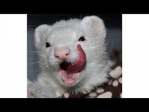 Ferrets: The Ultimate Fun Facts You Need to know!