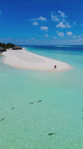 Where the wild comes to you 🌊 Once-in-a-lifetime encounters at Constance Moofushi ✨ Where colourful marine life glides gracefully through sunlit shallow waters, carried by the gentle currents of the Indian Ocean. Tag someone you’d dive into this moment with 🤍 📷 IG: @its_what_i_saw_ | Constance Hotels & Resorts