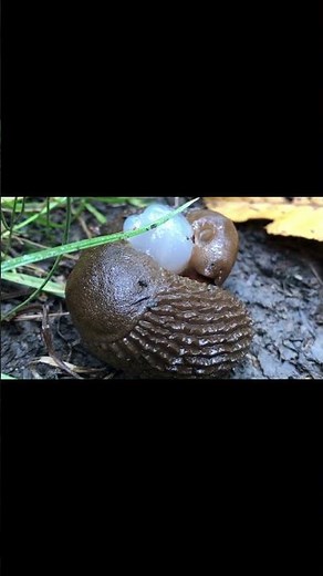 Slugs Mating 🐌 One of Nature’s Most Fascinating Rituals