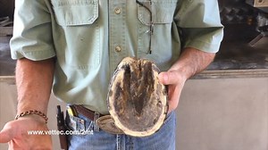 1.2K views | Learn about how to care for your horse's long, narrow frog. | Valley Vet Supply | Facebook