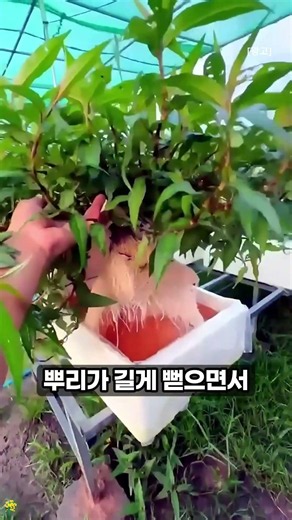 초간단 스티로폼 수경 재배 하기 #DIY #채소키우기 #재활용