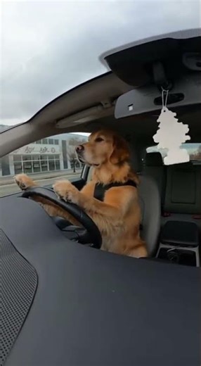 Golden Retriever Driving in 8K — Dash Cam Realism 🚗🐶