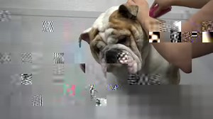 Why English Bulldogs are THE BEST (and the worst) | Girl With The Dogs