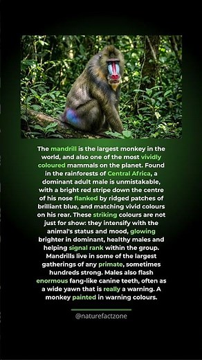 The Mandrill Is the World's Largest and Most Colorful Monkey