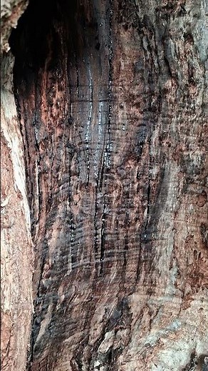 Trees Secret Medicine – How Trees Heal Their Wounds /GOLDEN TEARS OF THE FOREST: Tree Resin Dripping