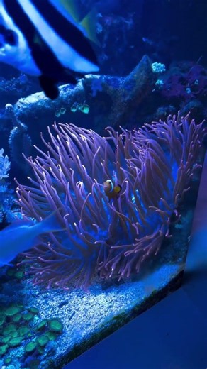 We Found Nemo!! Rare Clownfish Spotted in Our Coral Tank