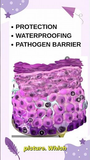 Stratified Squamous Epithelium | Structure, Function & Simple Explanation