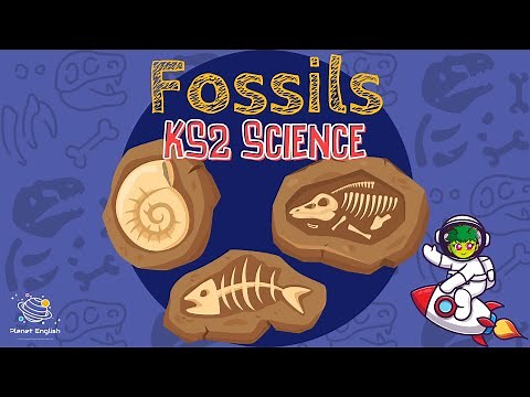 Fossils | KS2 Science | STEM and Beyond
