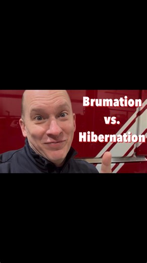 Brumation vs. Hibernation for ectotherms and endotherms | Snaketuary