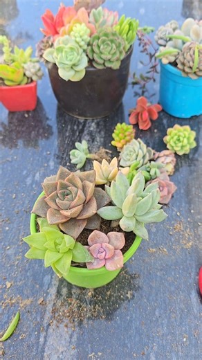 Discover stunning succulent arrangement ideas that bring nature’s calm beauty into your space. From mini pots to elegant designs, these easy DIY arrangements are perfect for your table, balcony, or garden. Watch till the end for simple care tips to keep them thriving!  #SucculentLove #PlantDecor #DIYGarden | Succulent Hub | Facebook