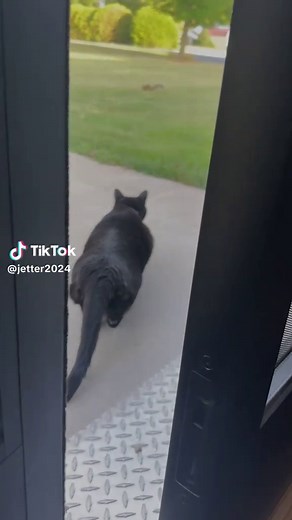 Fastest we’ve ever seen her run! #fatcat #fast #fyp #squirrel #outdoors