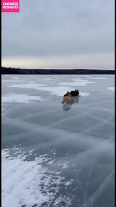 Frozen Lake Fetch! Two dogs race across the ice for a stick. Adorable fun! #fblifestyle #AI Generated using Kling AI . . . (For entertainment purposes only. Consult professionals if guidance on activities is presented. No brand affiliation is implied if any are shown. If inspired by true events, creative adaptations may be included. Content may include public footage.) | Fabiosa Daily