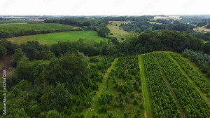 Drone footage of the green Christmas trees field in Denmark.