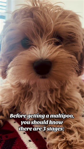 Understanding Maltipoo Stages: From Puppy to Adult