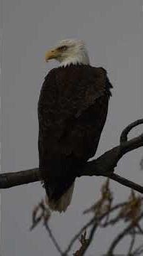 Bald Eagle 4K Beautiful #subscribe #wildlife #geographic #youtube #nature #viralvideo #birds #raptor