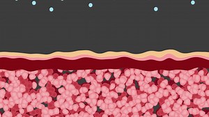 Cross-section of skin layers | Premium Stock Video Footage