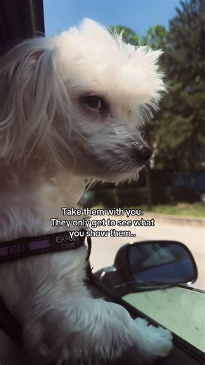 Hi TikTok, I’m Nina. I’m a 3-year-old Malteser with a big heart and tiny paws. 🐾 #maltese #dogsoftiktok #pets #ninathedog