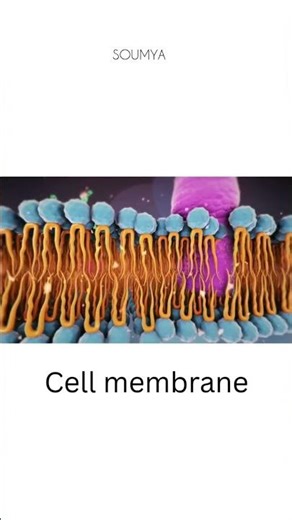 Cell Membrane 🧫 🔬
