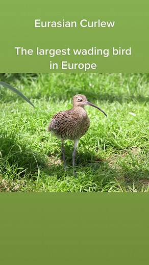 No.2 Eurasian Curlew #curlew #birds #fyp #birdingtiktok #nature #rspb #europe #learnbirds