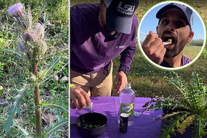 The Bull Thistle in Your Texas Pasture is Edible, Here's How To Prepare It