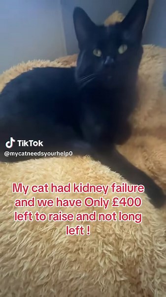 mycatneedsyourhelp0 (@mycatneedsyourhelp0)’s videos with original sound - kenny