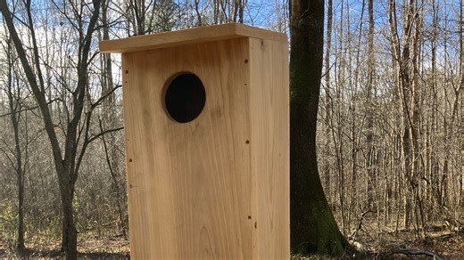 Duck boxes offer a lifeline to wood ducks and other cavity-nesting birds