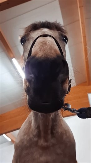 Sabrina Schubert l ganzheitliches Pferdetraining & Hufpflege | Traum Pferd Traum Beruf Traum Leben Manchmal finde ich es immernoch verrückt, dass ich mit meinem Traumberuf mein Leben finanzieren... | Instagram