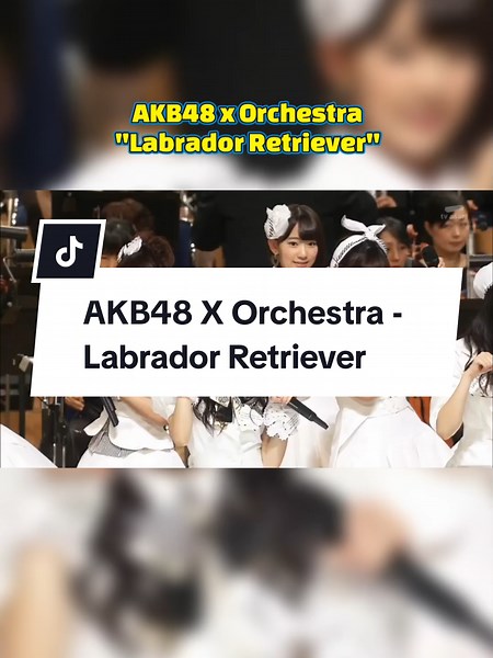 AKB48 X Orchestra: Labrador Retriever Performance