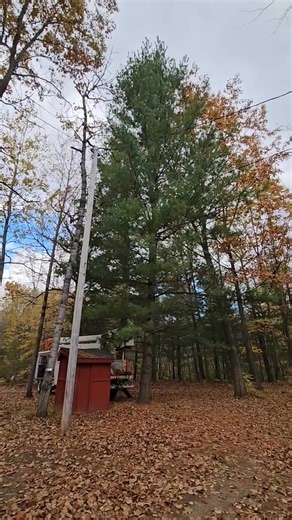 3.5K views · 22 shares | Sound Up! Yee haw! Call for your tree removal today 989-545-2584 | Timber Mitt Inc. Tree Service and Demolition | Facebook