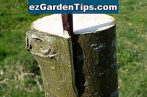 Comment greffer un arbre d'avocat 🌱 Conseils Jardiniers - Fr.ezGardenTips.com