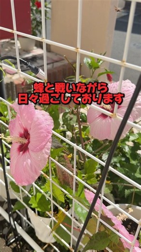 Hibiscus Summerific Strawberry Marble