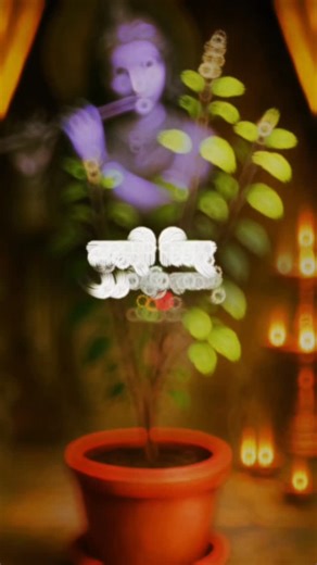 Radhe Radhe🪶 on Instagram: "तुलसी विवाह की अनंत शुभकामनाएं 🪴🌺🦚।।। Follow - @aditya_dishtv #festivevibes #tulsivivah #tulsi #puja #krishna #explorepage #viral #instagram #radharani #tulsimata☘️"