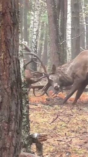 Deer fight. Red stag rutting time
