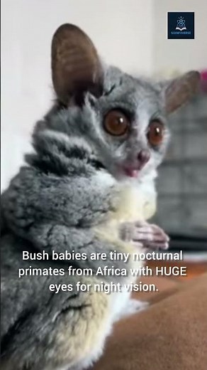 Meet the Bush Baby – The Tiny Night Acrobat of Africa!