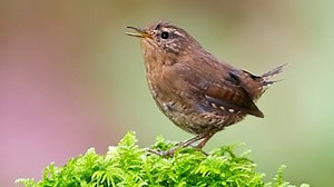 How do tiny songbirds sing so loud, for so long?