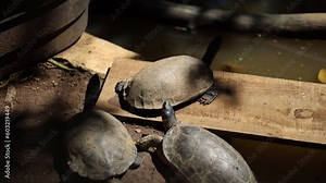 Evidently, dry land is in short supply for the yellow-spotted river turtle (Podocnemis unifilis), which huddles on a floating log at a wildlife refuge in Turrucares, Costa Rica.