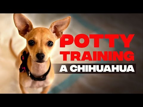 How To Potty Train a Chihuahua with Puppy Pads