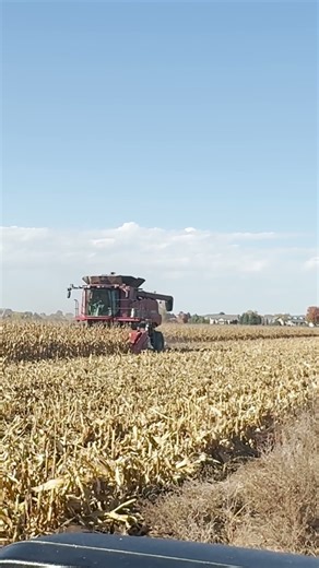 Combine Corn 1 10 15 2025 #case6140 #combiningcorn #cornharvest