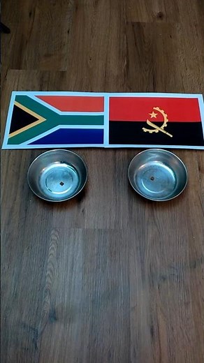 ⚽️😺 Oracle Cat predicts South Africa vs. Angola result #AfricaCup #OracleCat