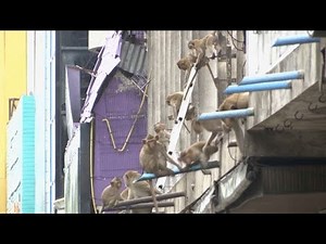 2.500 Affen attackieren Menschen - Beamte in Thailand starten Rettungsaktion