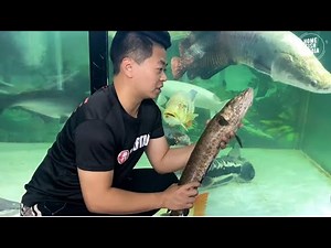 Incredible of Aquarium Setup: Betta Fish, Goldfish, Tropical and Koi Fish Care Tips #83