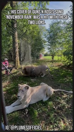 Watch What These Lions Do When They Hear "November Rain" #animallovers #animalshorts