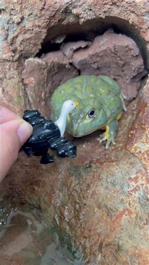 This Angry Frog Jumped Straight at Bombombini Gussinni 😱🐸 #frog #shorts #trending #cute