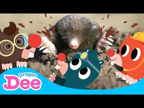 Mo Mo Mo Moles | Moles are coming! | #Burrow | Animal Rush 2 | Dragon Dee Songs for Children