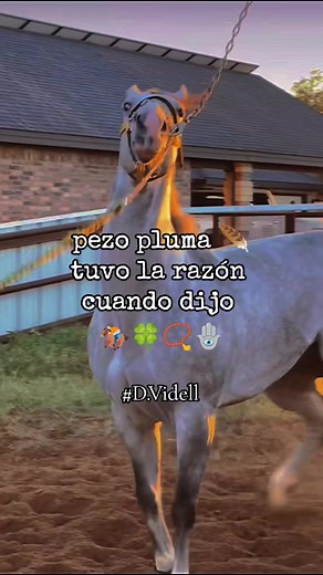 Carreras de Caballos: Mis Gustos y Motivación