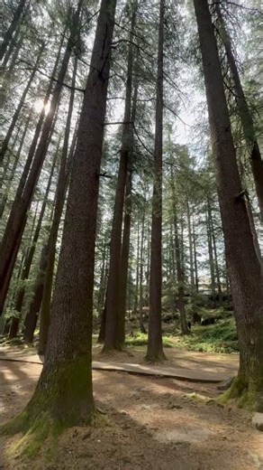 Where Silence Sounds Better Than Words 🍃 #fyp #foryou #ytshorts #travel #nature #explore