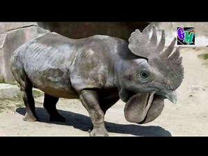 Los animales más extraños del mundo