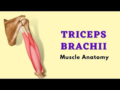 Triceps Brachii Muscle Anatomy | Posterior Arm Muscle | Doctor Speaks