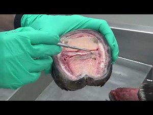 Distal limb and Hoof Dissection Dr. Elnady